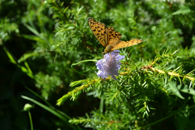 Caçant papallones camí de l'estany Llong, Vall de Boí // Xavi Viñas