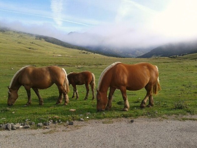 Cavalls al Pla de Beret, Val d'Aran // Xavi Viñas